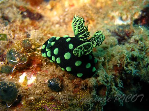 Nembrotha cristata (1).JPG